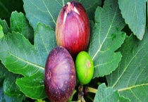 无花果为什么被叫无花果 无花果的生长环境