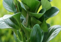 碧玉开花后怎么多久？