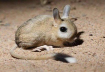 养跳鼠违法吗？