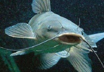 八须鱼为什么不能吃