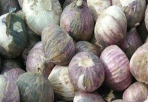 独头蒜的种植多久？