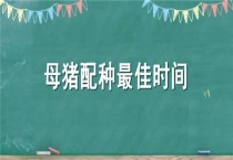 母猪配种最佳时间