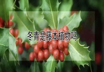 冬青是藤本植物吗？
