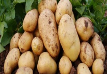 洋芋是土豆吗？