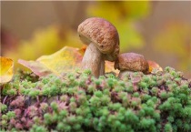 蘑菇的种植多久？