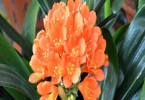 君子兰夹箭怎么办？君子兰夹箭的原因？