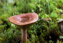 蘑菇的种类有哪些？