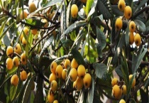 枇杷树适合北方种植吗？