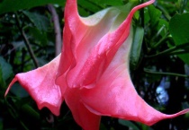 曼陀罗花的香味有毒吗？