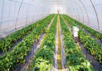 钢管大棚搭建多久？