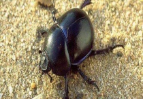 屎壳郎种类 不同的种类分布范围和外形均不同