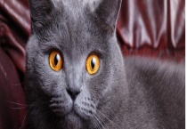 英国短毛猫和美国短毛猫的区别？ 具体体现在哪