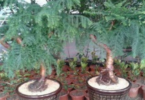 澳洲杉换盆注意事项