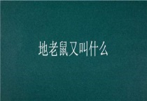 地老鼠又叫什么？
