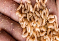 都有哪些杀蛆特效药 附蛆的基本介绍和防治多久？