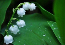 铃兰花家里怎么养殖