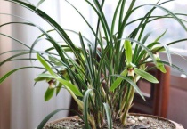 墨兰长新芽的诀窍