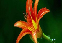 萱草种子的种植多久？