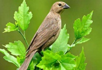 野生小鸟怎么养不会死