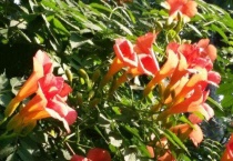 凌霄花扦插方法和时间