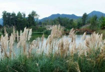 耐盐植物特点是什么？