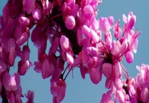 紫荆花会结果吗？