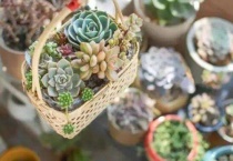 多肉太高了能剪下来种吗？