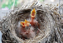 刚孵出来的小鸟吃什么？