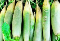 青萝卜能生吃吗 青萝卜有哪些作用