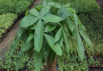 发财树是什么样子的 发财树该如何养殖