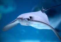 蝠鲼生活在哪个海域