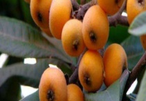 枇杷实生苗结果需要几年 哪些人不适宜吃枇杷