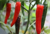 辣椒烂果怎么办？