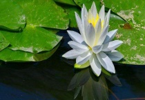 莲藕、莲蓬、莲子、莲花、荷花的区别？