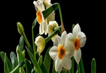 水仙花有毒吗 水仙花可以放在卧室里养殖吗？