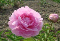 芍药发芽后叶子为何皱皱的