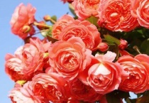 国月和欧月的区别？