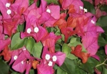 三角梅能在室内养吗？