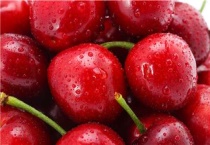丰收100大樱桃品种介绍