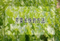 芹菜长快的多久？