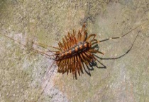 蚰蜒怎么消灭才好？被蚰蜒咬了会不会中毒