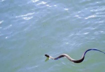 水蛇有毒吗 附水蛇的种类