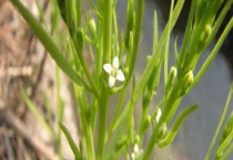 青龙草怎么繁殖