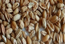 淮小麦和浮小麦的区别？