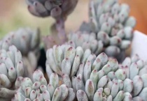 蓝豆徒长怎么办？