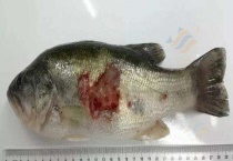 鲈鱼诺卡氏病害的治疗方法 有哪些症状