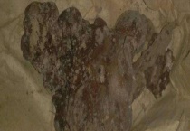 棺材菌是什么东西 怎样形成的