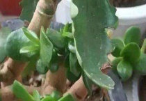 玉树上可以嫁接什么植物