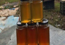 乌桕蜜是几级蜂蜜 附具体介绍