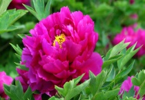 洛阳牡丹花展时间是多久？